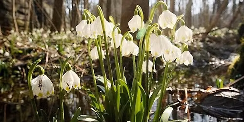 DO PEKLA ZA BLEDULEMI