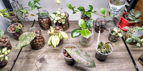 3rd annual plant swap 