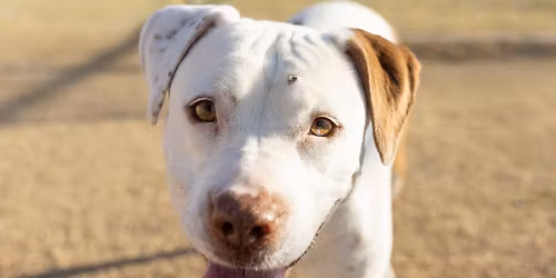 Care On the Go Drive Through Vet Clinic