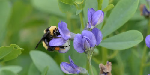 Pollinator Plant Tour