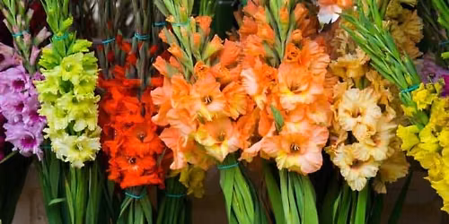 British Gladiolus Society Southern Show