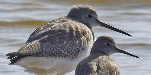 Guided Birding Walk: Shorebirds
