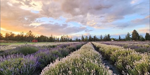 Tumalo Lavender Festival 2026