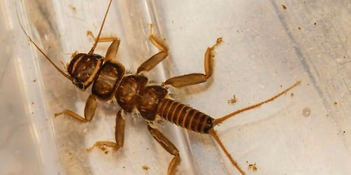 Searching for Macroinvertebrates