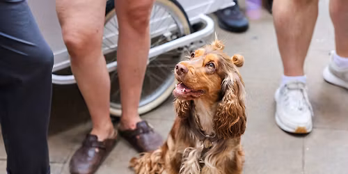 COCKER SPANIEL CAFE - COVENTRY