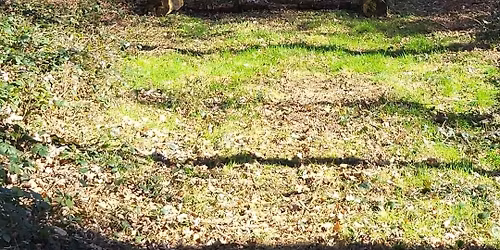 DUNSTON RIDES Ringland Estate Ride 