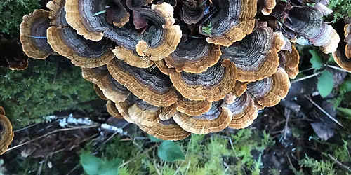 Southlands Spring Mushroom Walk