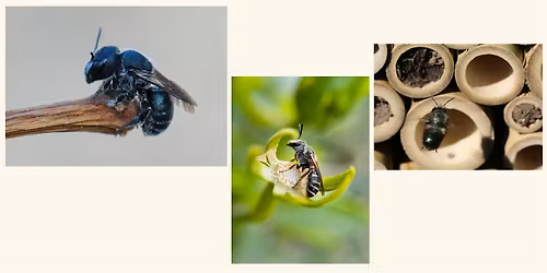 Mason Bees & Pollinating Your Garden with Texas A & M