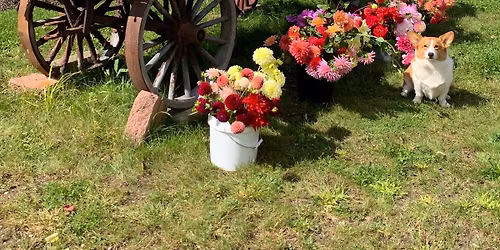 NW Ct Dahlia Society tuber sale and swap (Day 1)