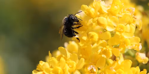 Native Bees Workshop
