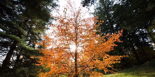 What are trees thinking?