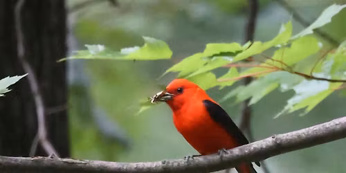 Rolling Ridge Bird Walk