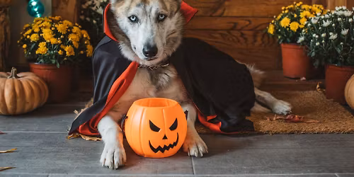 Doggie Costume Contest