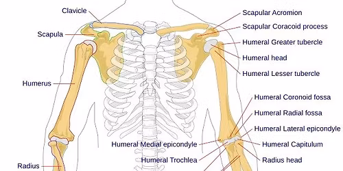 PNMT for the Hand & Arm