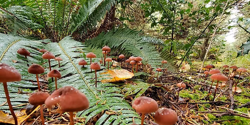 Mushroom Mania:  A Fungal Foray for Families