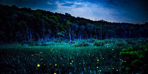 Firefly Viewing Nights