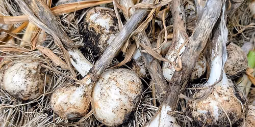 Homeschool Outing: Garlic Planting