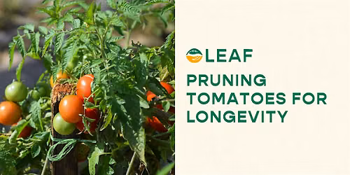 Pruning Tomatoes for Longevity