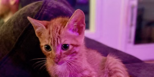 Adoption Day with The Kitten Cradle