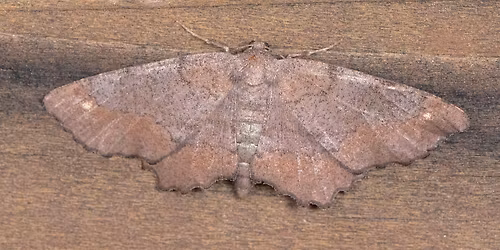 Biodiversity of the Night