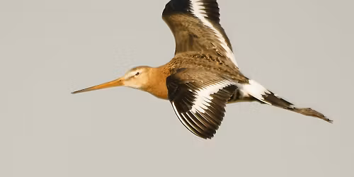Birds of Secret Water Walking Tour