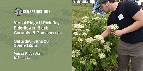 Vernal Ridge U-Pick Day: Elderflower, Black Currants, and Gooseberries