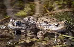 Frogs, Toads and Tadpoles Family Fun - PP