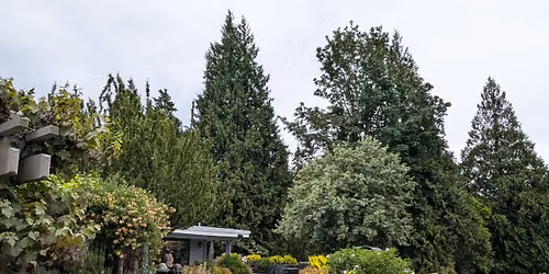 PlantAmnesty: If These Trees Could Talk