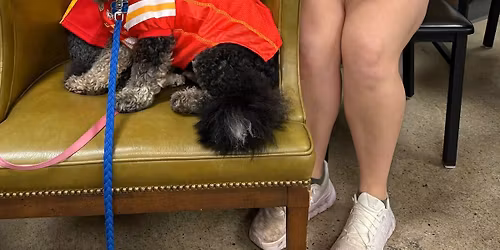 Waffles and Wagging Tails