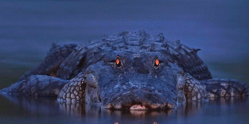 Adult Overnight: Creature Feature
