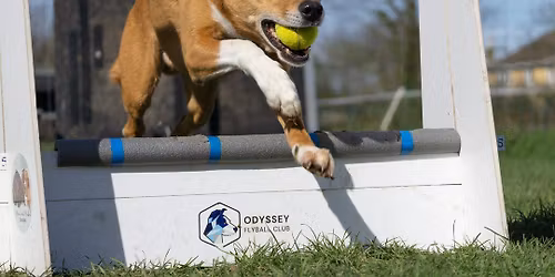 Odyssey flyball @ Lydiard
