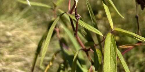 Native Plant Seed Saving Workshop
