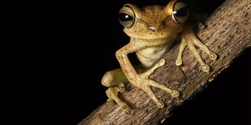 Wee Ones: Frogs and Toads