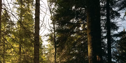 Fjellpust i Skogen p\u00e5 Fl\u00f8yen