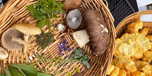Plant & Mushroom Foraging Class