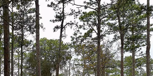 Birding Faver-Dykes State Park