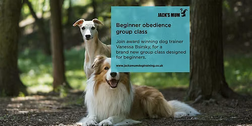 Beginner Puppy Training: Socialisation, Recall & Essential Life Skills