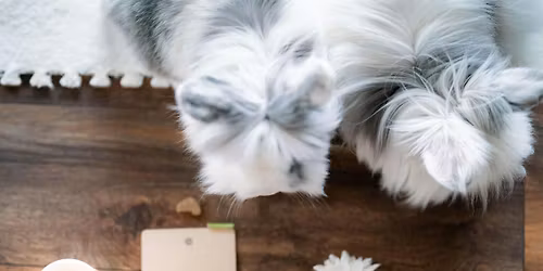 Relaxation Yoga with Bunnies