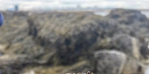 Coastal Discovery Beachcombing