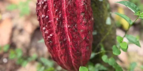 Connection with Cacao