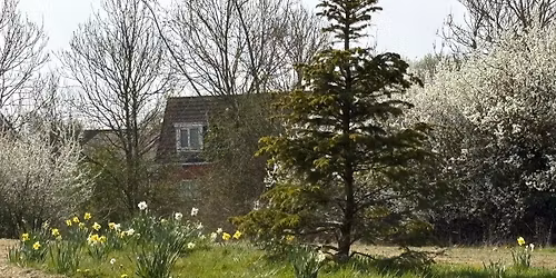 Daffodil Planting and Christmas Service