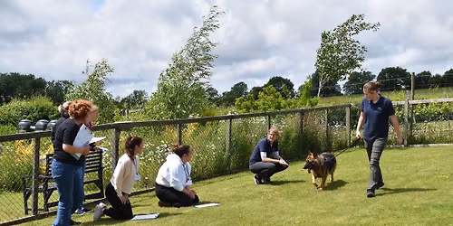 Level 4 - Gait analysis for canine hydrotherapy