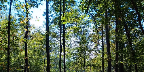 Foraging Walk + Lunch