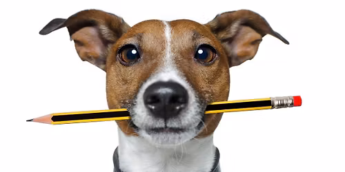 Puppy Training Course - 6 Weeks