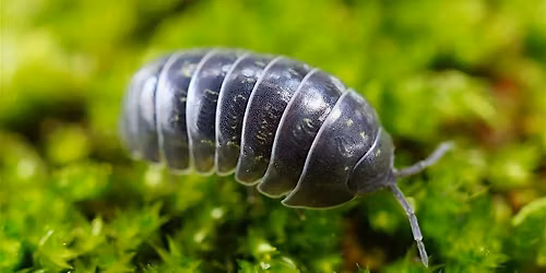 Bioactive Terrarium Workshop