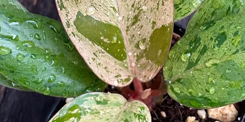 Paristown Plant Shop & Swap