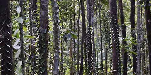 Olfactory Research Notes: Vanilla as a Commodity, with Eric Jennings