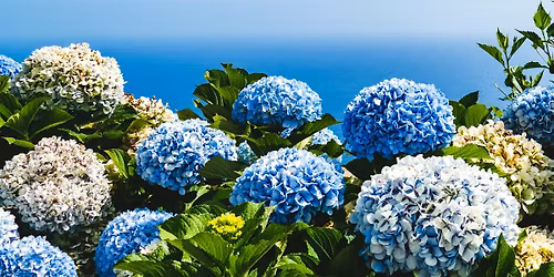 Growing & Caring for Hydrangeas
