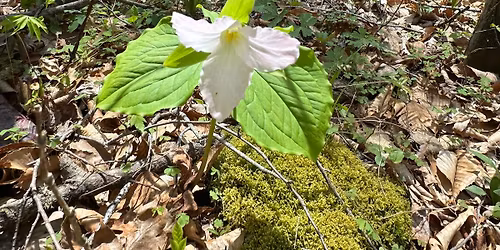 Spring Nature Hike: Plant and Mushroom Hunt