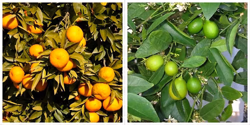 FREE Fruit Tree Care Demo